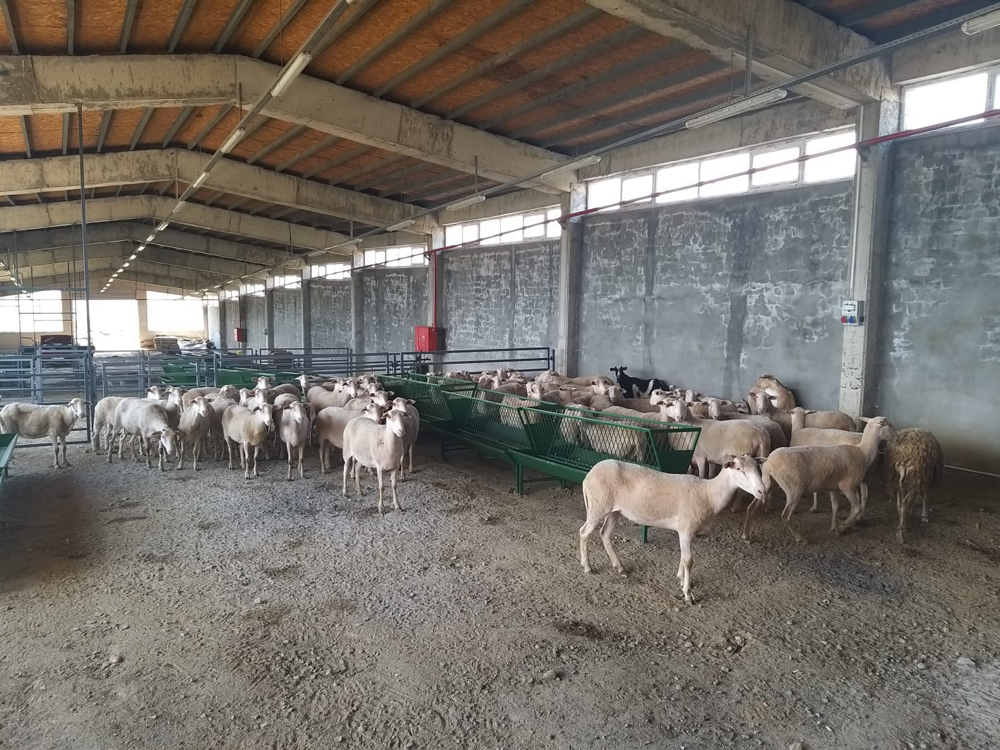 KURBANLIK KOYUN SATIŞI
